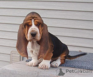 Foto №1. basset hound - zum Verkauf in der Stadt Ansbach | verhandelt | Ankündigung № 162217