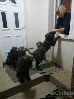 Foto №4. Ich werde verkaufen cane corso italiano in der Stadt Belgrad. quotient 	ankündigung - preis - Frei