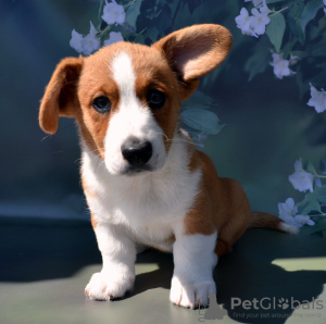 Foto №1. welsh corgi - zum Verkauf in der Stadt Руза | 739€ | Ankündigung № 54517