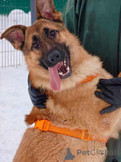 Foto №4. Ich werde verkaufen mischlingshund in der Stadt Moskwa. quotient 	ankündigung - preis - Frei