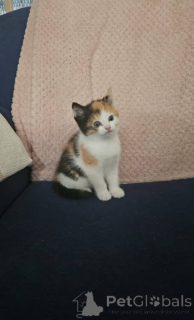 Foto №1. somali-katze - zum Verkauf in der Stadt Bregenz | 478€ | Ankündigung № 172587