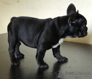 Foto №3. Wunderschöne französische Bulldoggen Welpen und Rüden zu verkaufen. Deutschland