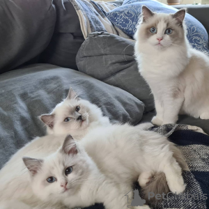 Foto №4. Ich werde verkaufen ragdoll-katze in der Stadt Гамбург. aus dem tierheim, züchter - preis - 220€