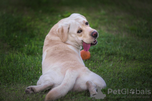 Zusätzliche Fotos: Ein Labrador Retriever-Männchen mit dem Titel wird zur Zucht angeboten.