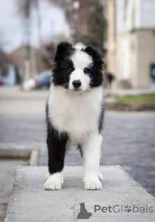 Foto №4. Ich werde verkaufen border collie in der Stadt Сивац. züchter - preis - verhandelt