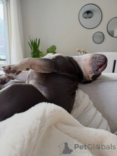 Foto №4. Ich werde verkaufen französische bulldogge in der Stadt Berdorf. quotient 	ankündigung - preis - verhandelt