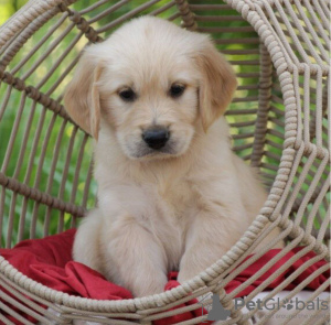 Foto №2 zu Ankündigung № 106342 zu verkaufen golden retriever - einkaufen Niederlande quotient 	ankündigung