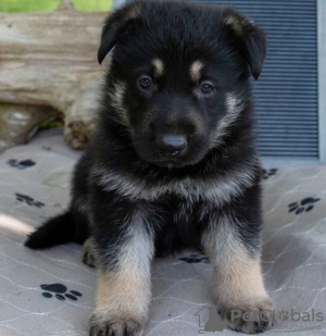 Foto №1. deutscher schäferhund - zum Verkauf in der Stadt Эспоо | verhandelt | Ankündigung № 127398