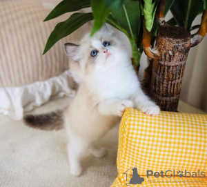 Foto №1. ragdoll-katze - zum Verkauf in der Stadt New York Mills | 237€ | Ankündigung № 58803