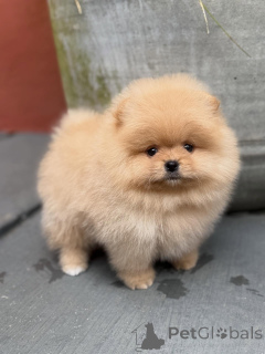 Foto №3. Reinrassige Pomeranian-Welpen mit verspieltem Charakter!. Deutschland