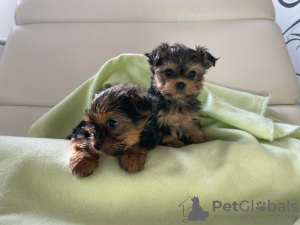 Foto №2 zu Ankündigung № 75768 zu verkaufen yorkshire terrier - einkaufen Litauen quotient 	ankündigung, züchter