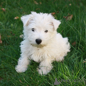 Foto №1. west highland white terrier - zum Verkauf in der Stadt Couvin | verhandelt | Ankündigung № 169343