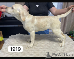 Foto №2 zu Ankündigung № 132241 zu verkaufen labrador retriever - einkaufen Russische Föderation quotient 	ankündigung