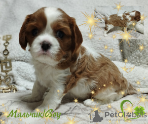 Foto №3. WELPEN Cavalier King Charles Spaniel. Weißrussland