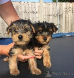 Foto №3. Wunderschöne Yorkshire Terrier Welpen WhatsApp 64 9-889 4165. Schweiz