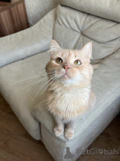 Foto №4. Ich werde verkaufen  in der Stadt Minsk.  - preis - Frei