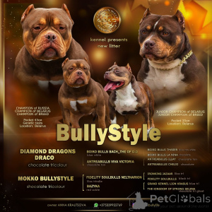Foto №1. american bully - zum Verkauf in der Stadt Riga | 2000€ | Ankündigung № 138737