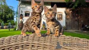 Foto №1. bengal katzenrasse - zum Verkauf in der Stadt München | verhandelt | Ankündigung № 169845