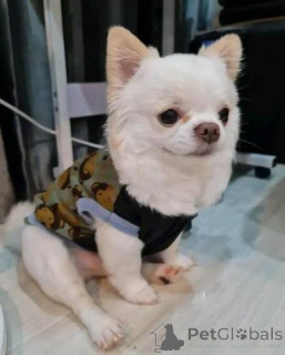 Foto №1. chihuahua - zum Verkauf in der Stadt Dembava | verhandelt | Ankündigung № 167019