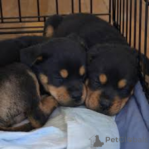 Foto №2 zu Ankündigung № 165799 zu verkaufen rottweiler - einkaufen Italien quotient 	ankündigung, züchter