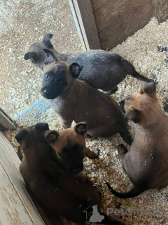 Foto №4. Ich werde verkaufen malinois in der Stadt Ath. quotient 	ankündigung - preis - Frei