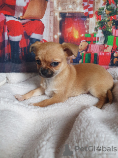 Foto №2 zu Ankündigung № 129510 zu verkaufen chihuahua - einkaufen Georgien quotient 	ankündigung, vom kindergarten, züchter