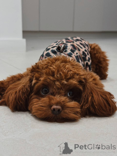 Foto №2 zu Ankündigung № 159965 zu verkaufen pudel (toy) - einkaufen Großbritannien quotient 	ankündigung