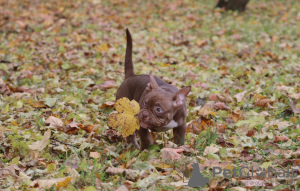 Foto №4. Ich werde verkaufen american bully in der Stadt Helsinki. züchter - preis - 1600€