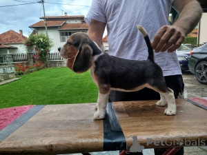 Foto №4. Ich werde verkaufen beagle in der Stadt Lajkovac. quotient 	ankündigung - preis - verhandelt