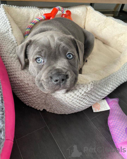 Foto №3. Chiots Staffordshire Bull Terrier treffen sich mit ihrer neuen Familie. Frankreich