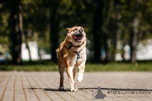 Foto №3. Der freundliche Hund Shamub sucht eine Familie!. Russische Föderation