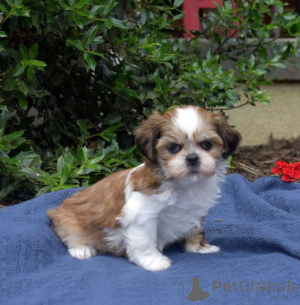 Foto №1. shih tzu - zum Verkauf in der Stadt Cannon Beach | 484€ | Ankündigung № 174489