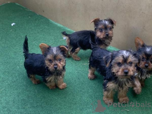 Foto №1. yorkshire terrier - zum Verkauf in der Stadt Berlin | 300€ | Ankündigung № 107369