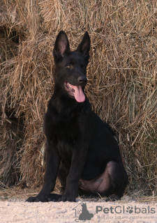 Foto №2 zu Ankündigung № 7256 zu verkaufen deutscher schäferhund - einkaufen Ukraine quotient 	ankündigung