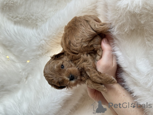 Foto №2 zu Ankündigung № 161955 zu verkaufen maltipu - einkaufen Russische Föderation quotient 	ankündigung