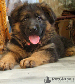 Foto №1. deutscher schäferhund - zum Verkauf in der Stadt Kiew | 494€ | Ankündigung № 9166