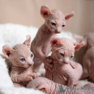 Foto №1. sphynx-katze - zum Verkauf in der Stadt Berlin | verhandelt | Ankündigung № 164187