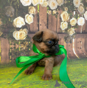 Foto №2 zu Ankündigung № 139048 zu verkaufen petit brabançon - einkaufen Russische Föderation 