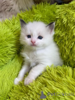 Foto №4. Ich werde verkaufen ragdoll-katze in der Stadt Denver. züchter - preis - 244€