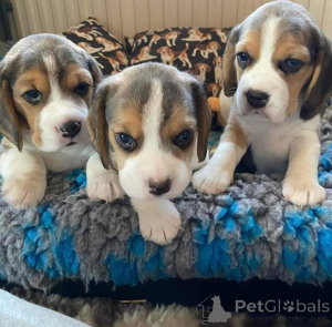 Foto №3. Unglaublicher Mini-Spielzeug-Beagle (34602088716), ein Macho und ein Kopf. están. Spanien