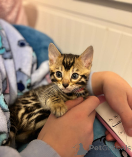 Foto №1. savannah-katze - zum Verkauf in der Stadt Франкфурт-на-Майне | 220€ | Ankündigung № 143445