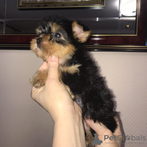 Foto №2 zu Ankündigung № 84237 zu verkaufen  - einkaufen Finnland quotient 	ankündigung