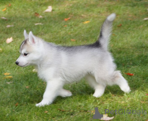 Foto №3. Talentierte Siberian Husky-Welpen zum Verschenken.. USA