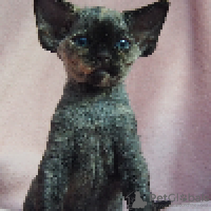 Foto №2 zu Ankündigung № 114804 zu verkaufen devon rex - einkaufen Polen züchter