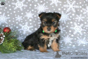 Foto №2 zu Ankündigung № 63826 zu verkaufen yorkshire terrier - einkaufen Deutschland 