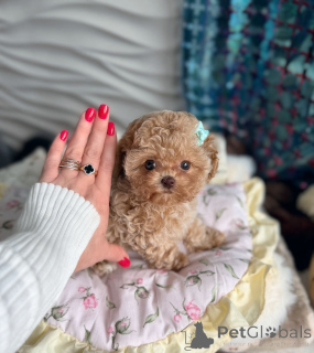 Foto №2 zu Ankündigung № 165523 zu verkaufen maltipu - einkaufen Weißrussland vom kindergarten