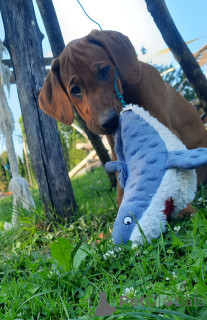 Foto №4. Ich werde verkaufen rhodesian ridgeback in der Stadt Krakau. züchter - preis - 2200€