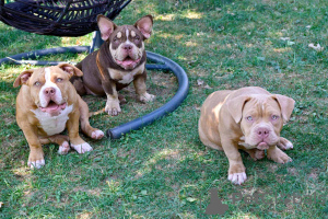 Foto №2 zu Ankündigung № 111695 zu verkaufen american bully - einkaufen Bosnien und Herzegowina züchter