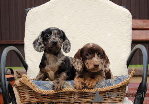 Foto №3. Dachshunds. Serbien