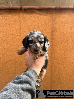 Foto №3. Langhaarige Mini-Dackelwelpen. Serbien